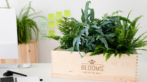 Blooms out of the Box: een box vol betekenis